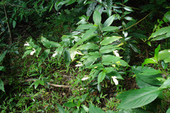 Diotacanthus albiflorus